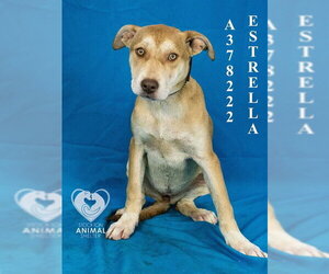 Mutt Dogs for adoption in Stockton, CA, USA