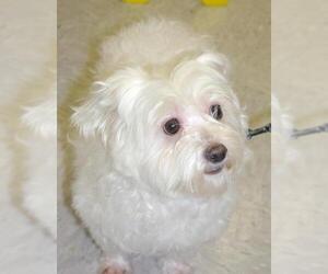 Maltese-Unknown Mix Dogs for adoption in Longview, WA, USA