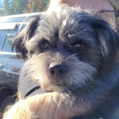 Mutt Dogs for adoption in Issaquah, WA, USA