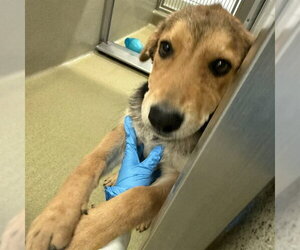 German Shepherd Dog Dogs for adoption in Rancho Cucamonga, CA, USA
