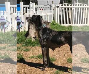 Great Dane Dogs for adoption in Davenport, IA, USA