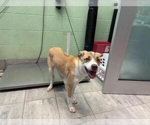 Labrador Retriever-Unknown Mix Dogs for adoption in Grand Prairie, TX, USA