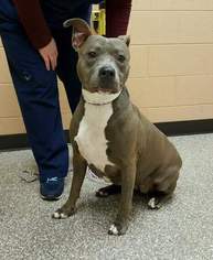 Staffordshire Bull Terrier Dogs for adoption in Livonia, MI, USA