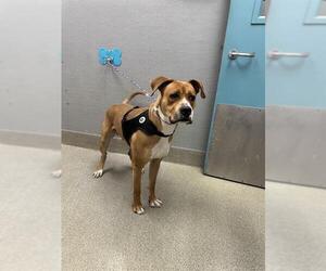 Boxer-Unknown Mix Dogs for adoption in Las Vegas, NV, USA