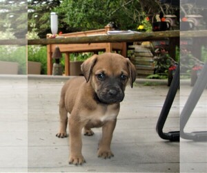 Boxador Dogs for adoption in Grafton, WI, USA