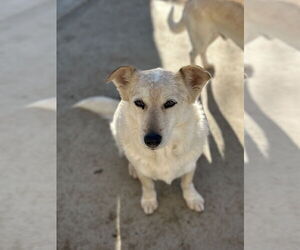 Mutt Dogs for adoption in Chico, CA, USA