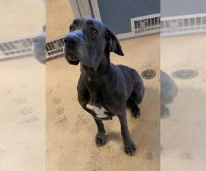 Great Dane Dogs for adoption in Fort Collins, CO, USA