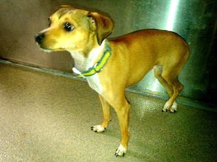 Italian Greyhuahua Dogs for adoption in Fort Lauderdale, FL, USA