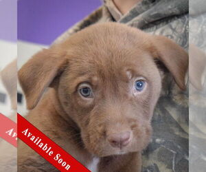 - Mix Dogs for adoption in Huntley, IL, USA