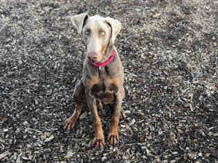 Doberman Pinscher Dogs for adoption in McKinleyville, CA, USA