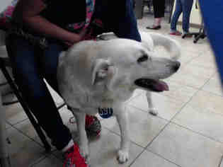 Small Great Pyrenees