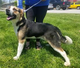 Great Bernese Dogs for adoption in Cincinnati, OH, USA