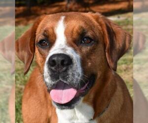 Saint Bernard-Unknown Mix Dogs for adoption in Nashville, IN, USA
