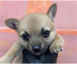 Chihuahua-Unknown Mix Dogs for adoption in San Bernardino, CA, USA