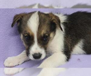 Mutt Dogs for adoption in Thief River Falls, MN, USA