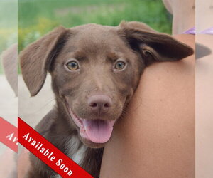 Australian Shepherd-Unknown Mix Dogs for adoption in Huntley, IL, USA