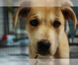 Neapolitan Mastiff Dogs for adoption in Newton, KS, USA