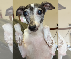 Italian Greyhound Dogs for adoption in Coralville, IA, USA