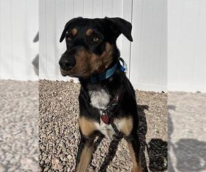 Rottweiler-Unknown Mix Dogs for adoption in Fort Collins, CO, USA