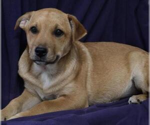 Labrador Retriever-Unknown Mix Dogs for adoption in Thief River Falls, MN, USA