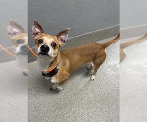 Australian Shepherd-Chihuahua Mix Dogs for adoption in Las Vegas, NV, USA