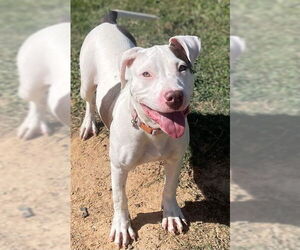 American Pit Bull Terrier-Unknown Mix Dogs for adoption in Augusta, GA, USA