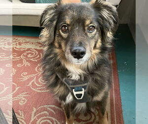 Collie-Spaniel Mix Dogs for adoption in Princeton, MN, USA