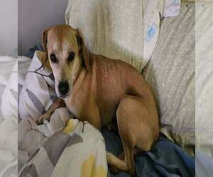 Beagle-Unknown Mix Dogs for adoption in Springdale, PA, USA