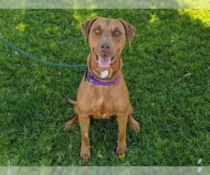 Rhodesian Ridgeback-Vizsla Mix Dogs for adoption in San Clemente, CA, USA