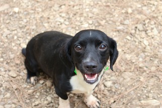 Dachshund Dogs for adoption in Canton, CT, USA