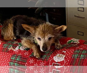 Mutt Dogs for adoption in Middlesex, NC, USA