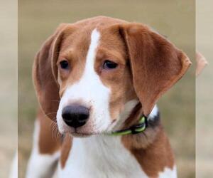 Medium Photo #1 Treeing Walker Coonhound Puppy For Sale in Estherville, IA, USA