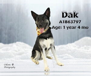 German Shepherd Dog-Unknown Mix Dogs for adoption in Riverside, CA, USA