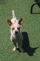 Chihuahua Dogs for adoption in San Francisco, CA, USA