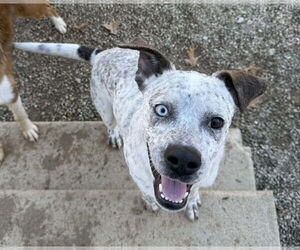 Catahoula Leopard Dog Dogs for adoption in Oakhurst, NJ, USA