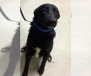 German Shepherd Dog Dogs for adoption in Riverside, CA, USA
