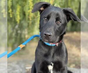 Labrador Retriever-Unknown Mix Dogs for adoption in San Diego, CA, USA