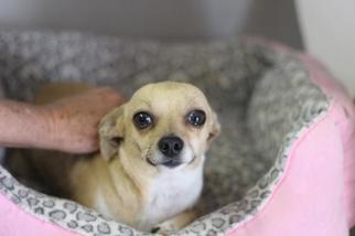 Medium Photo #1 Mutt Puppy For Sale in Fresno, CA, USA