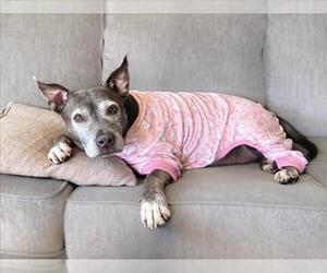 American Pit Bull Terrier-Unknown Mix Dogs for adoption in Las Vegas, NV, USA