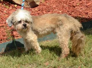 Lhasa Apso Dogs for adoption in Little Rock, AR, USA