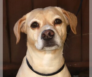 Beagle-Unknown Mix Dogs for adoption in Oakland Park, FL, USA