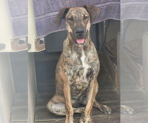 Great Dane-Red Heeler Mix Dogs for adoption in Chama, NM, USA