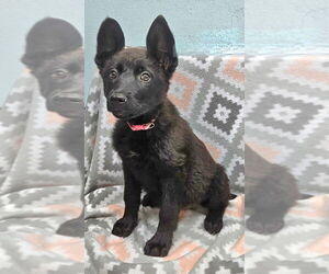 German Shepherd Dog Dogs for adoption in Lake Forest, CA, USA