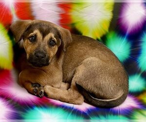 Medium Photo #1 Mutt Puppy For Sale in Tulsa, OK, USA