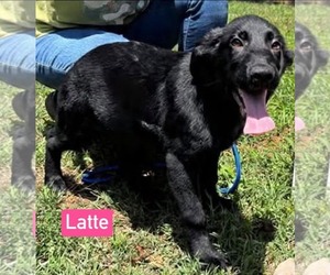 Golden Shepherd Dogs for adoption in Rustburg, VA, USA