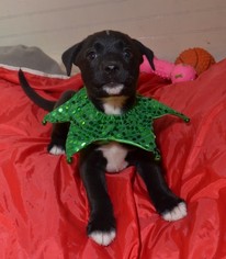 Borador Dogs for adoption in Raytown, MO, USA