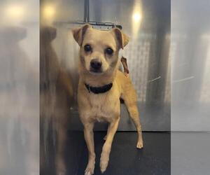 Chihuahua Dogs for adoption in San Antonio, TX, USA