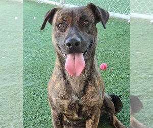 Labrador Retriever-Plott Hound Mix Dogs for adoption in Rockwall, TX, USA