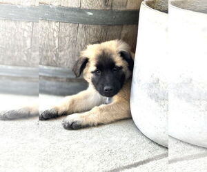 Golden Retriever-Unknown Mix Dogs for adoption in Corona, CA, USA