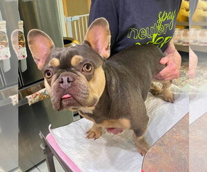 French Bulldog Dogs for adoption in Benton, LA, USA